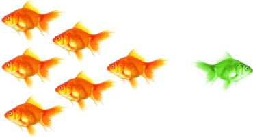 Homepage banner fish